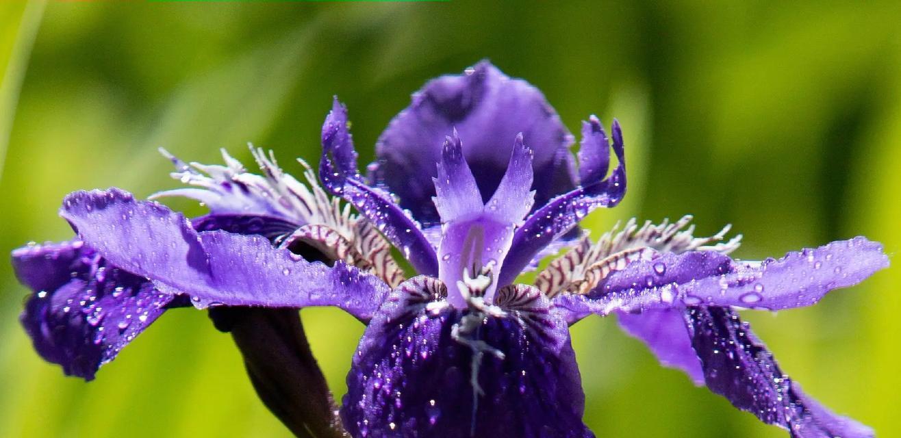 哪种花象征自由？花语中自由的含义是什么？
