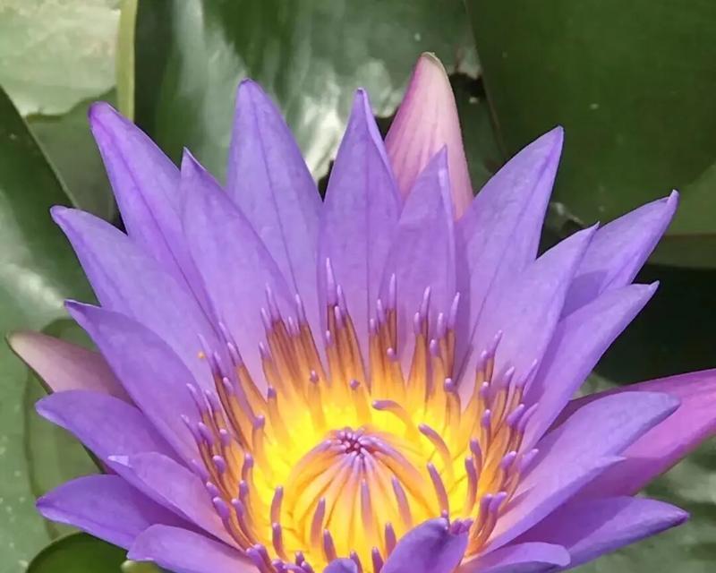 哪种花的花语代表纯真善良？纯真善良的花语有哪些？