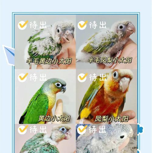 鹦鹉的花语代表什么？如何训练鹦鹉说话？