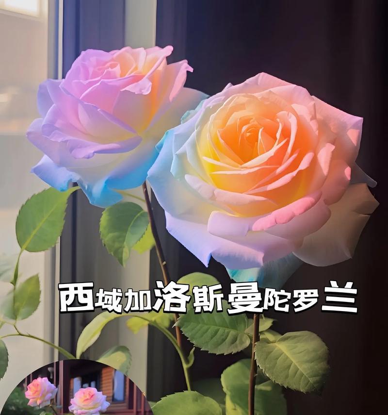 七彩花的许愿花语代表什么？