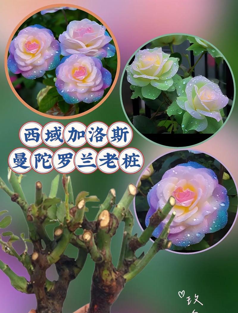 七彩花的许愿花语代表什么？