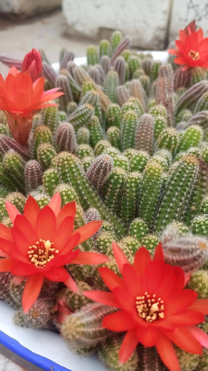 指点花的花语是什么？它代表了哪些寓意？