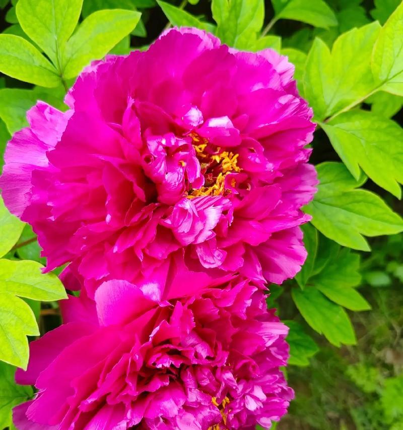 指点花的花语是什么？它代表了哪些寓意？