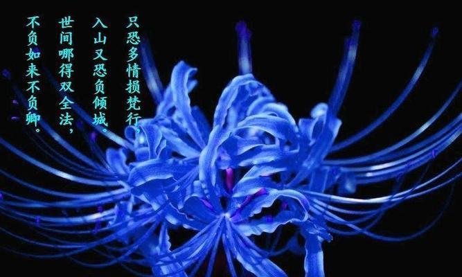 哪种花的花语由两个字组成？