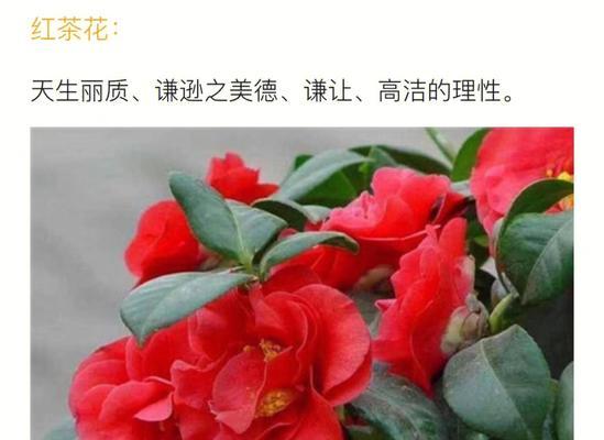 哪种花的花语由两个字组成？