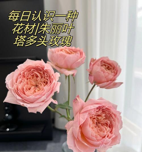 多头玫瑰的花语有哪些特别之处？