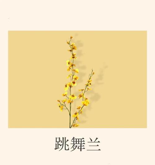 花语中有哪些搞笑的含义？如何用花语表达幽默感？