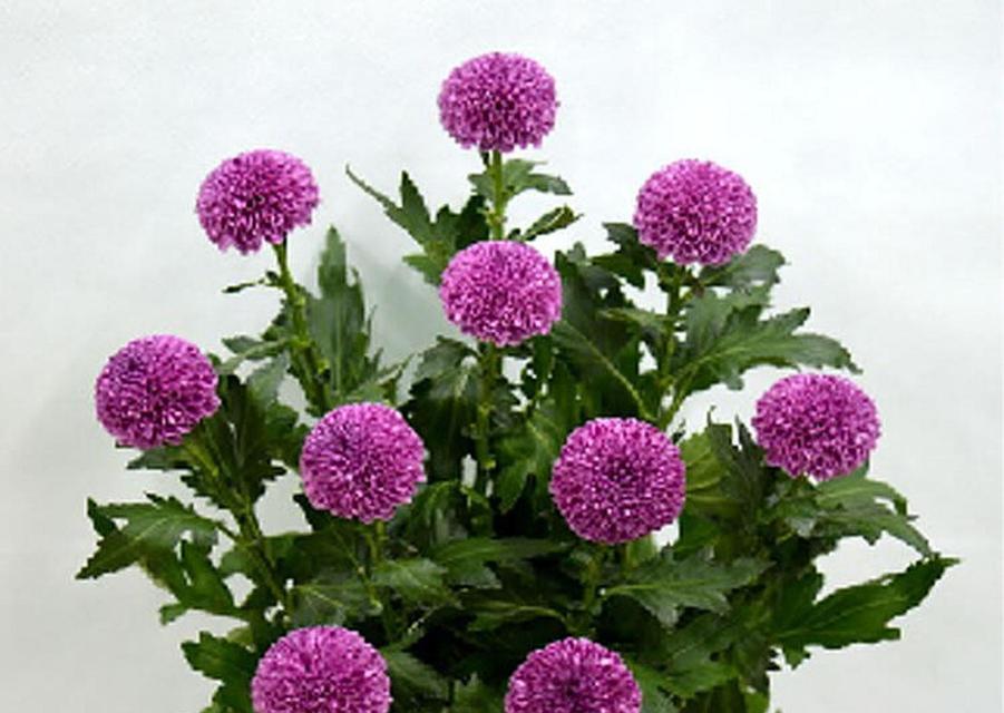 蓝紫色乒乓菊的花语是什么？乒乓菊有哪些颜色的花语？