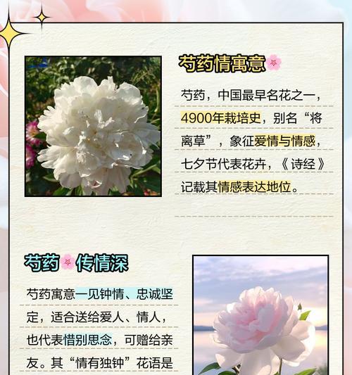 花语在中文里是什么意思？如何用花语表达情感？