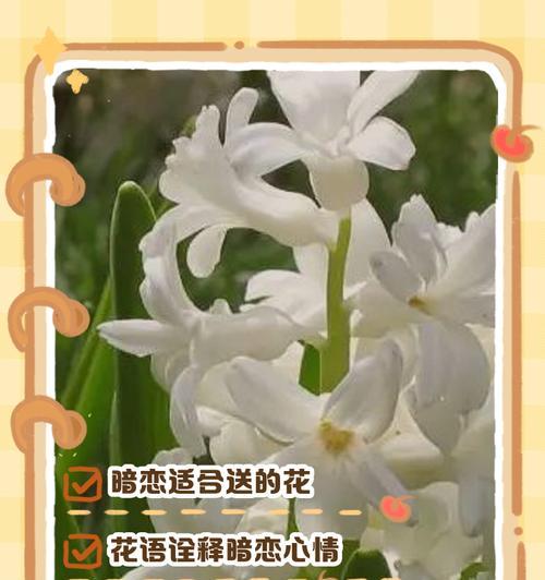 花语在中文里是什么意思？如何用花语表达情感？