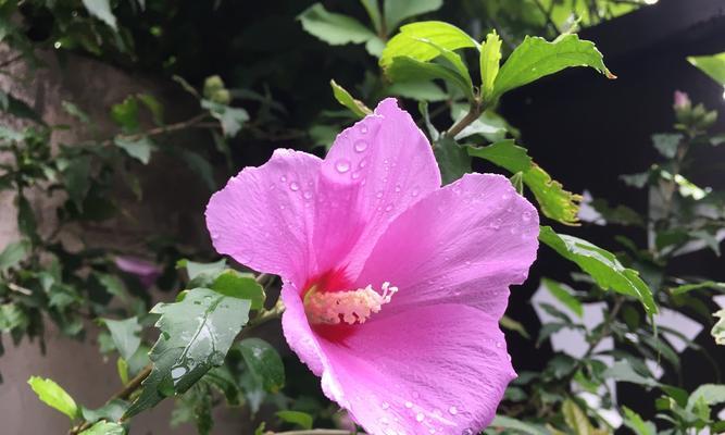 红柳花的花语是什么呢？它在不同文化中的意义如何？