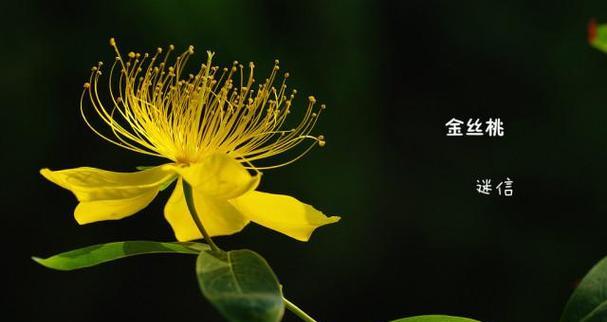红柳花的花语是什么呢？它在不同文化中的意义如何？