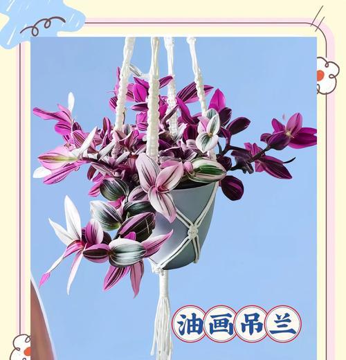 吊兰的花语是什么？这种植物有何特别的象征意义？