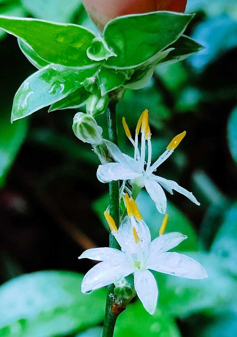 吊兰的花语是什么？这种植物有何特别的象征意义？
