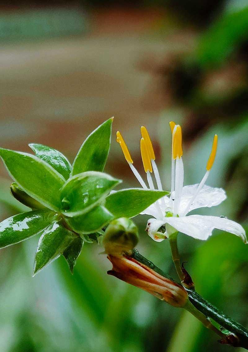 吊兰的花语是什么？这种植物有何特别的象征意义？
