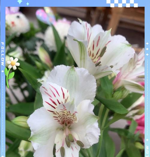 蓝泡芙花的花语有何深意？它象征着什么？