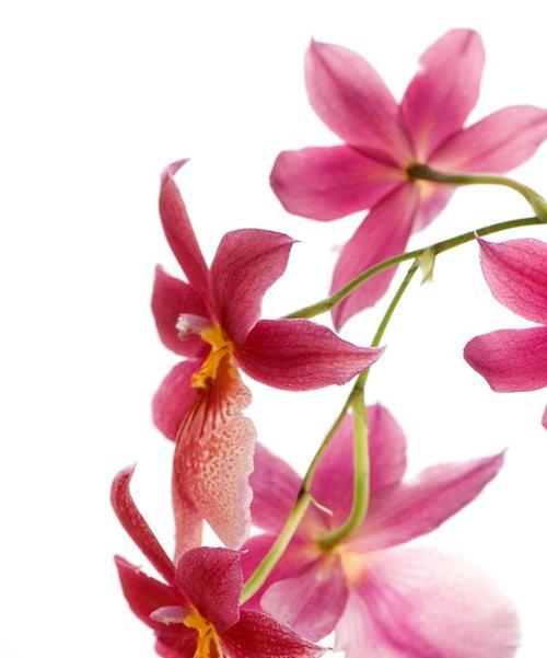 竹姬石斛的花语和寓意是什么？它象征着什么？