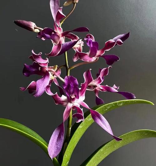 竹姬石斛的花语和寓意是什么？它象征着什么？