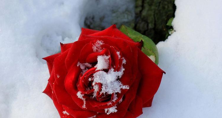 土房子上的玫瑰花有何寓意？它代表了什么？