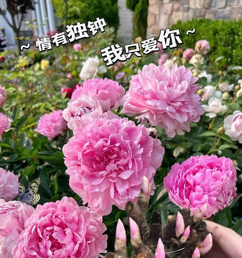 十四只花的花语有何寓意？它们代表了什么？