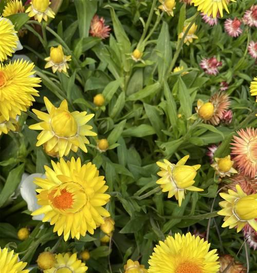 不凋谢的花象征着什么？它们的花语有何特别之处？