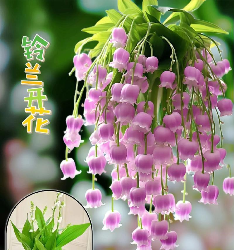 铃兰花的花语大全有哪些？铃兰花的花语是什么？