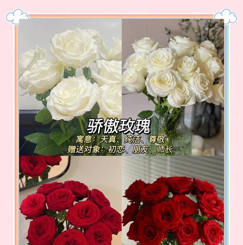 小宝的玫瑰花语是什么？这种花语如何表达爱意？