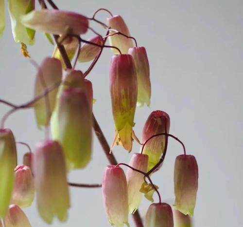 羽叶不死鸟象征着什么？花语有何深意？