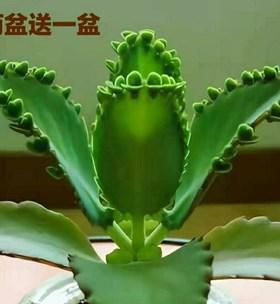 羽叶不死鸟象征着什么？花语有何深意？