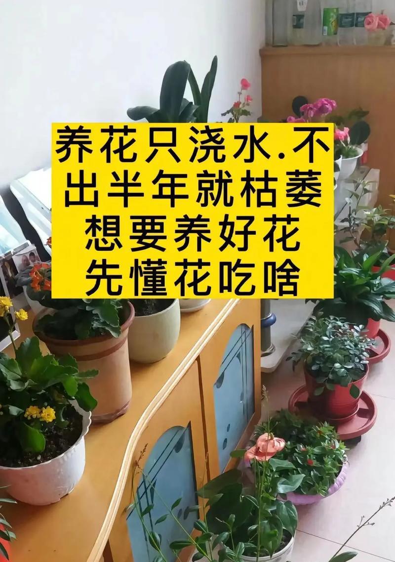 健康哥哥的花语是什么？送健康哥哥什么花最合适？