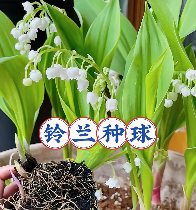 花语铃铛镯子的寓意是什么？它代表了什么？