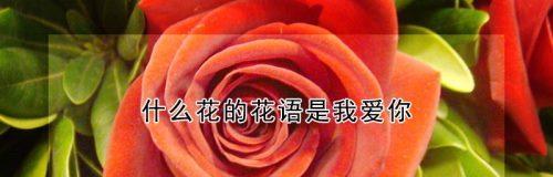 用什么花表达爱意？表达爱意的花语有哪些？