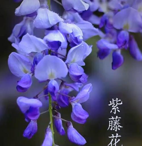 水晶紫藤的花语是什么？如何用紫藤花表达情感？