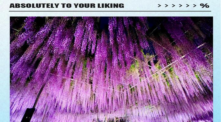 水晶紫藤的花语是什么？如何用紫藤花表达情感？