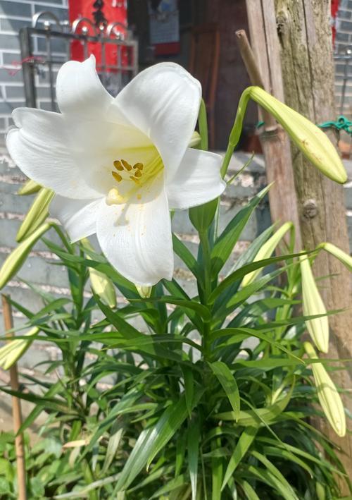 什么花的花语是停留在18岁？哪种花象征着青春永驻？