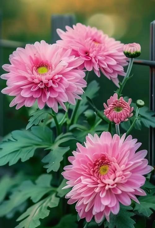 四朵粉红玫瑰代表什么？花语中隐藏的爱意是什么？