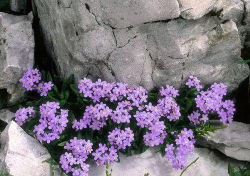 勿忘我这种紫色花的花语是什么？它代表了什么？