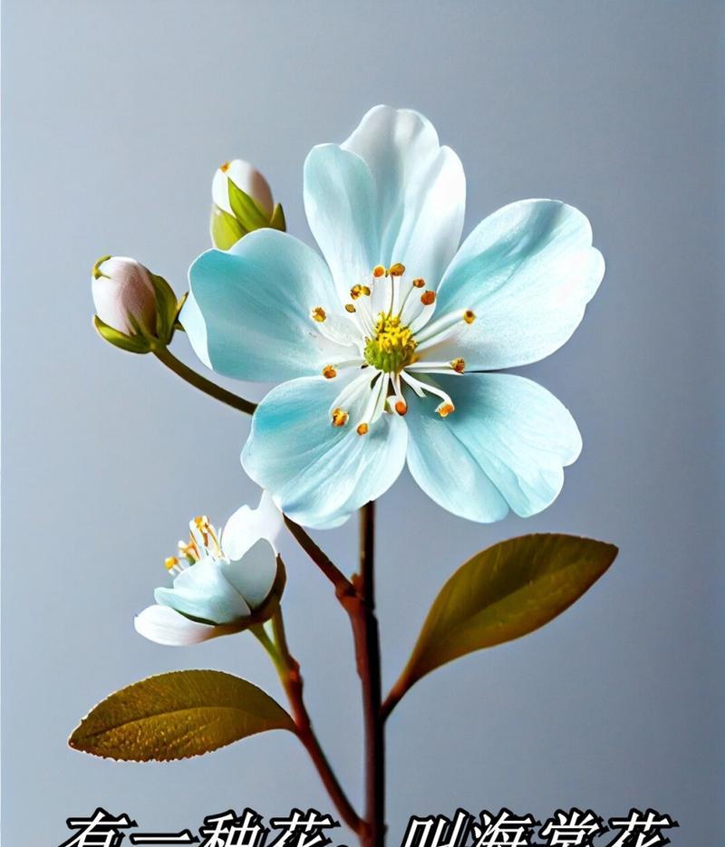 木海棠的寓意和花语是什么？木海棠象征着什么？