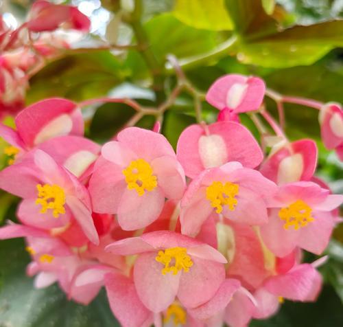 木海棠的寓意和花语是什么？木海棠象征着什么？