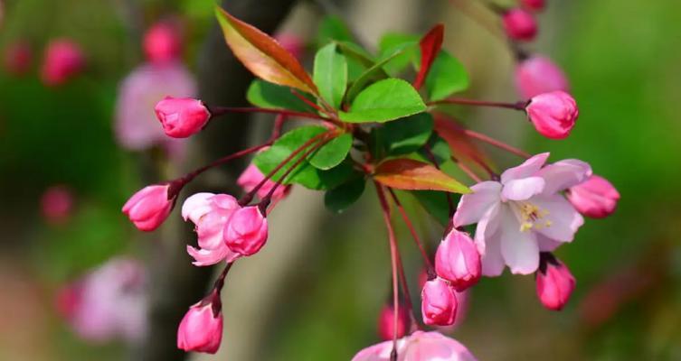 木海棠的寓意和花语是什么？木海棠象征着什么？
