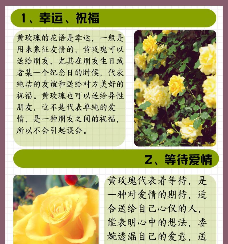 阿尔赛玫瑰花的寓意有何特别之处？