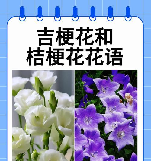 道具真诚的花语是什么？如何用花语表达真诚？