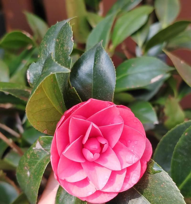 23朵花代表什么花语？这个数字有何特别含义？