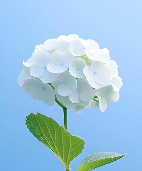 哪种花的花语代表光明自由？这种花语有何特别之处？