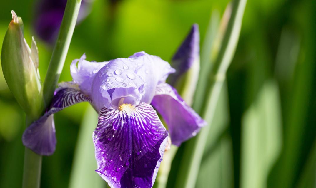 哪种花的花语代表光明自由？这种花语有何特别之处？
