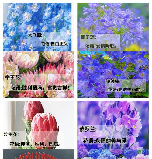 冷淡忧郁的花语如何表达？