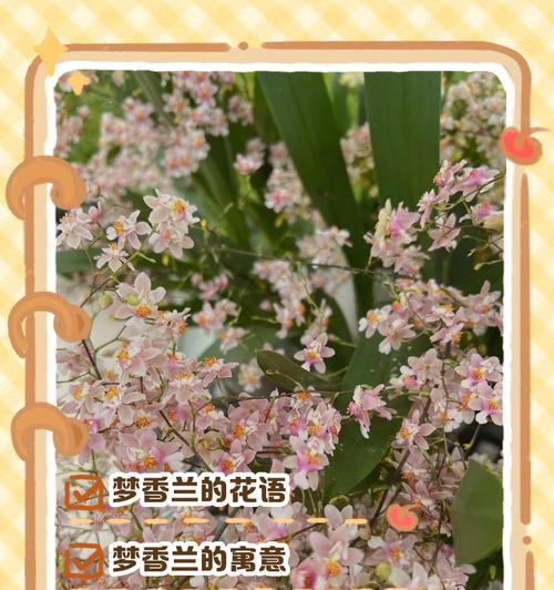 花语的词语是什么？这些词语如何帮助我们理解花语？