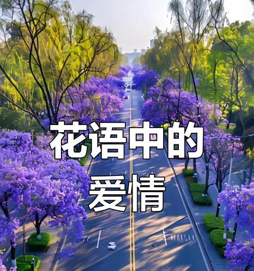哪种花的花语象征着等待爱情？