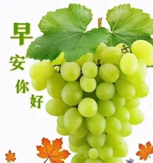 葡萄花语的特点和寓意有哪些？