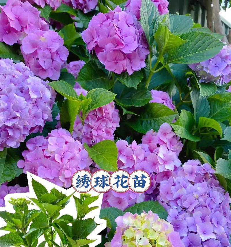 七朵花的花语有何含义？如何表达承诺？